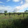 DSC00771 Vignes