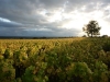 12-Vignes_autour_de_Livry