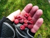 16-Framboises_sauvages