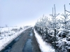 06-La_ligne_des_sapins