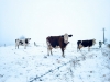 07-Les_animaux