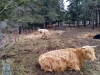 03_Vaches_du_Pilat