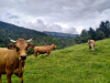 08-Ses_vaches