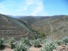 01-Arouca arbres jeunes