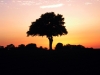 25-Arbre_champignon_dans_le_Sancerrois