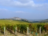 28-Vignoble_Sancerrois