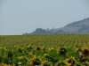 13-Chateau_de_Brusseol