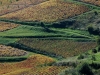 02-Vignes_du_Beaujolais