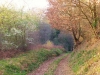 05-Chemin_automnal