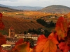 09-Derriere_la_vigne