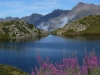 02-Epilobes_au_lac_Noir