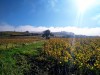 10_Vignes