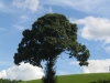 18-Arbre_Champignon