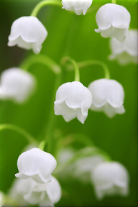 Rallye_du_Muguet-2014_ban
