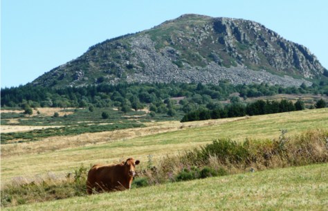Ici, ce ne sont pas les trains que les vaches regardent passer !